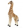 Standing giraffe